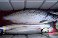 15lb brown