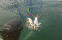 Warrior Lures Perform